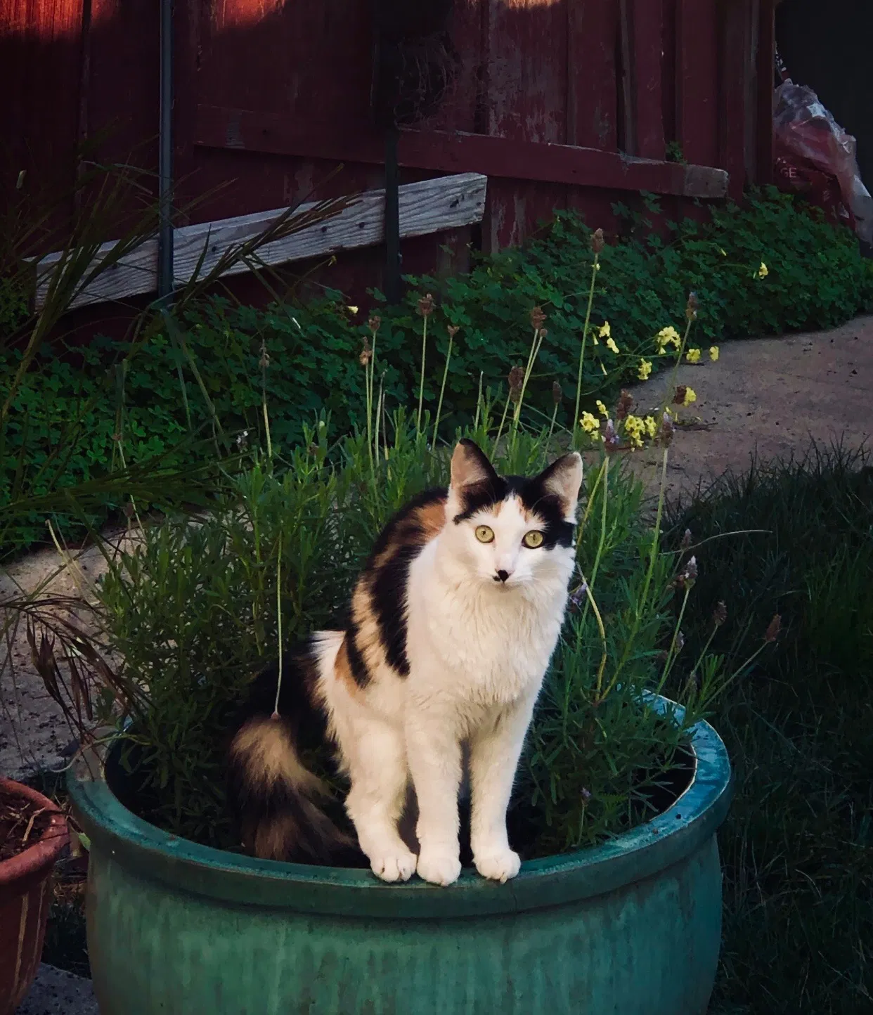 Lost cat in Pleasant Hill, CA, 94523