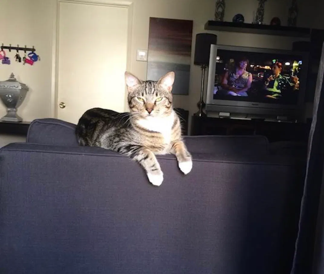 Lost cat in The Colony, TX, 75056