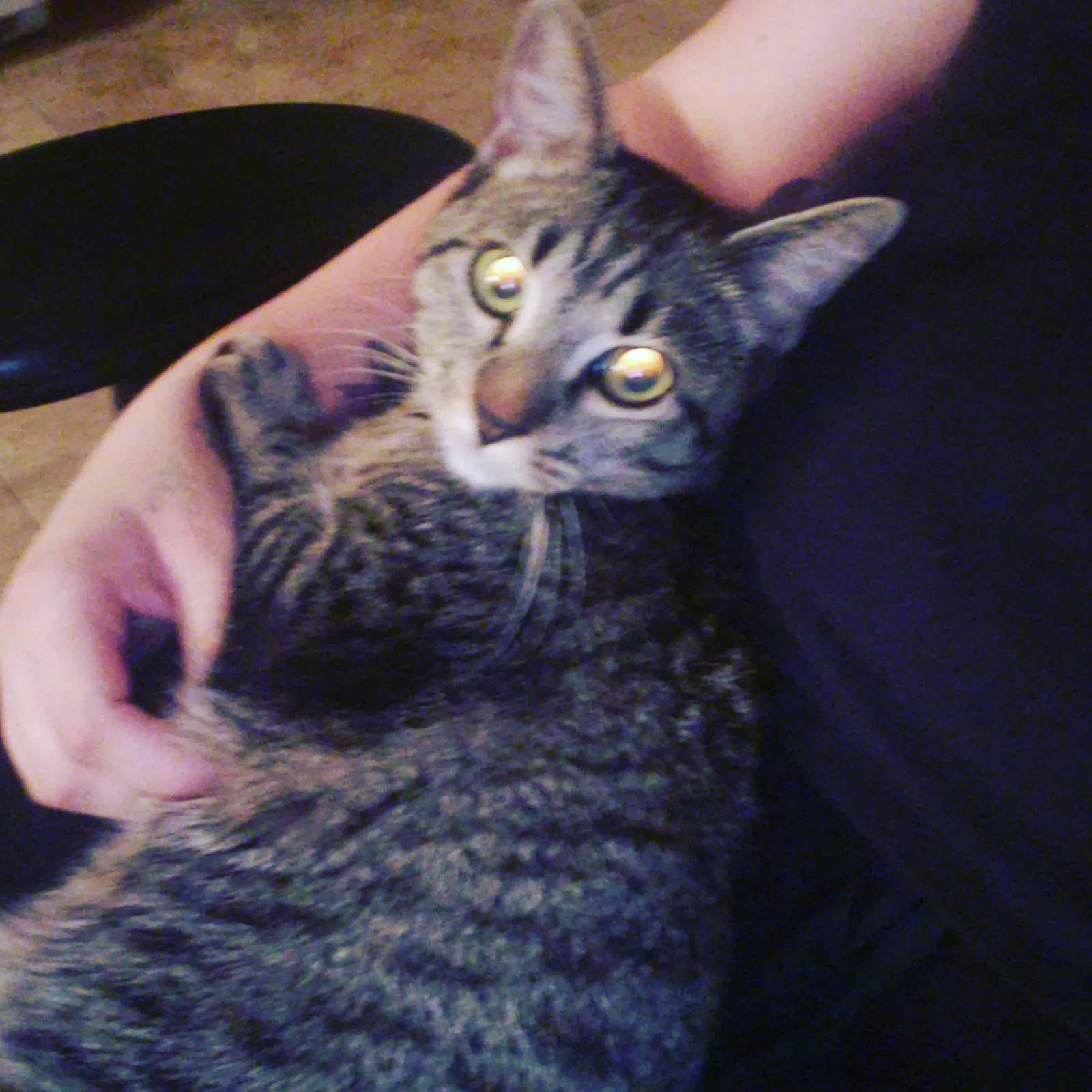 Lost cat in Lubbock, TX, 79401