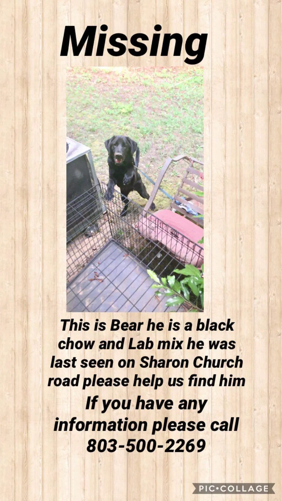 Lost dog in Gaston, SC, 29053