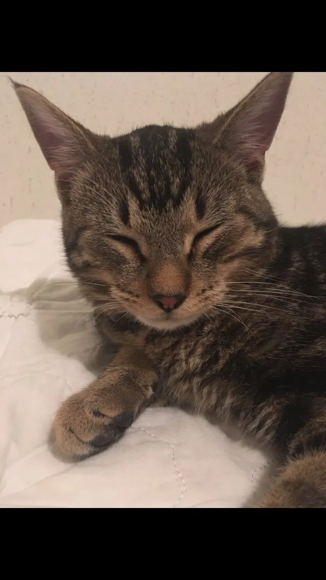 Lost cat in Idaho Falls, ID, 83402