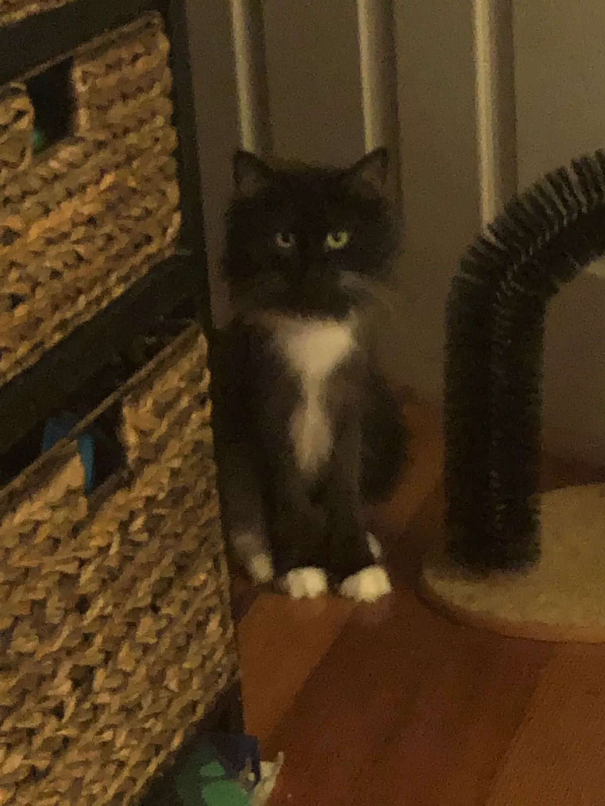 Lost cat in Waltham, MA, 2451