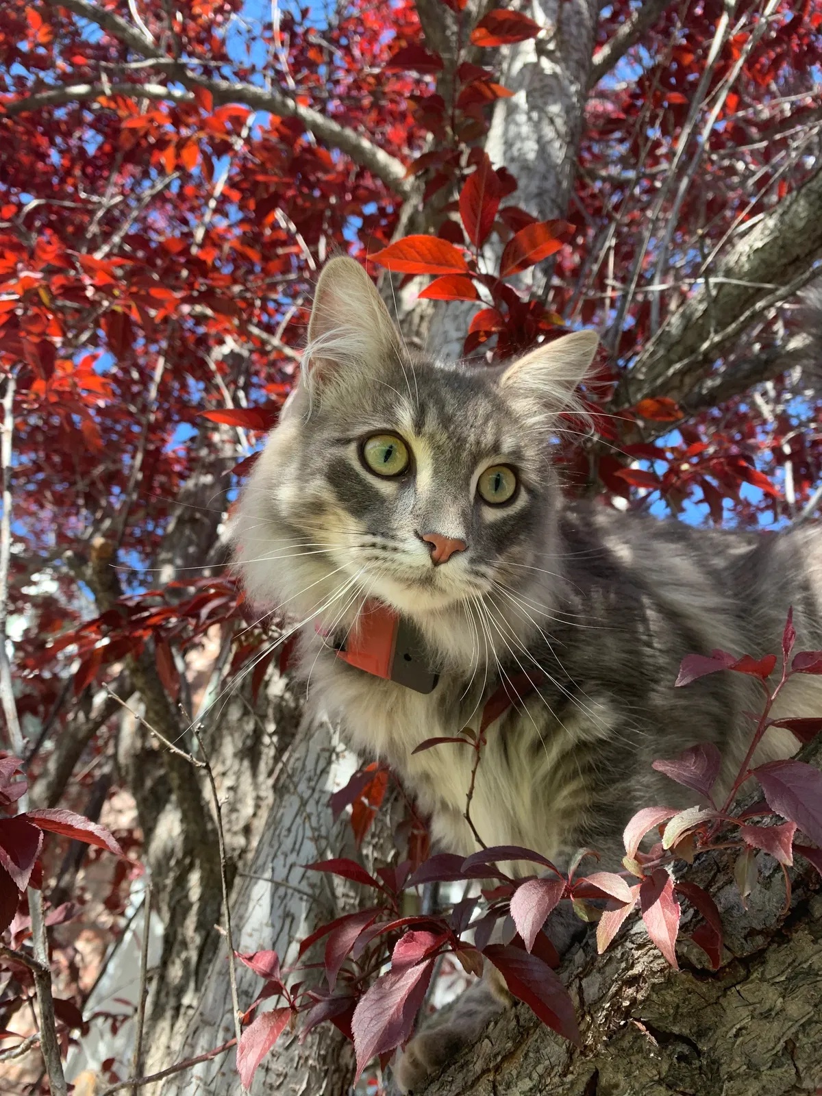 Lost cat in Arvada, CO, 80004