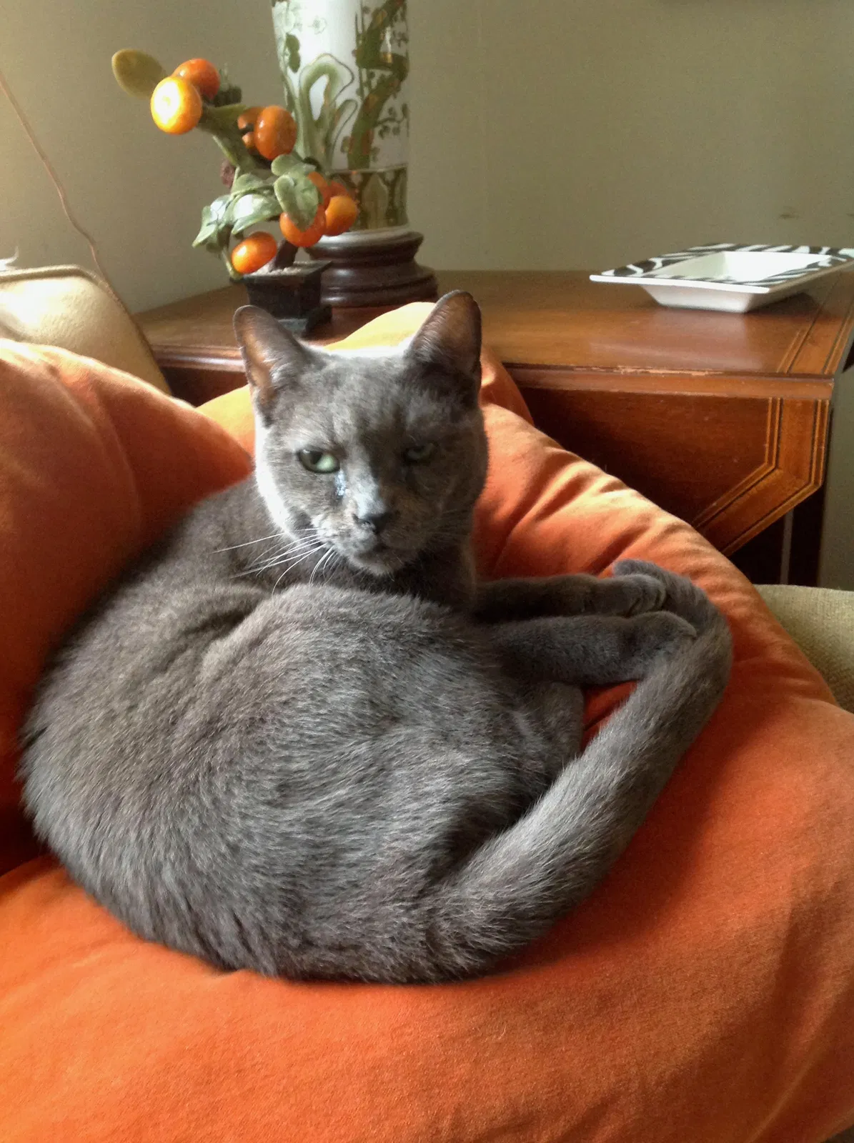 Lost cat in Greenville, SC, 29607