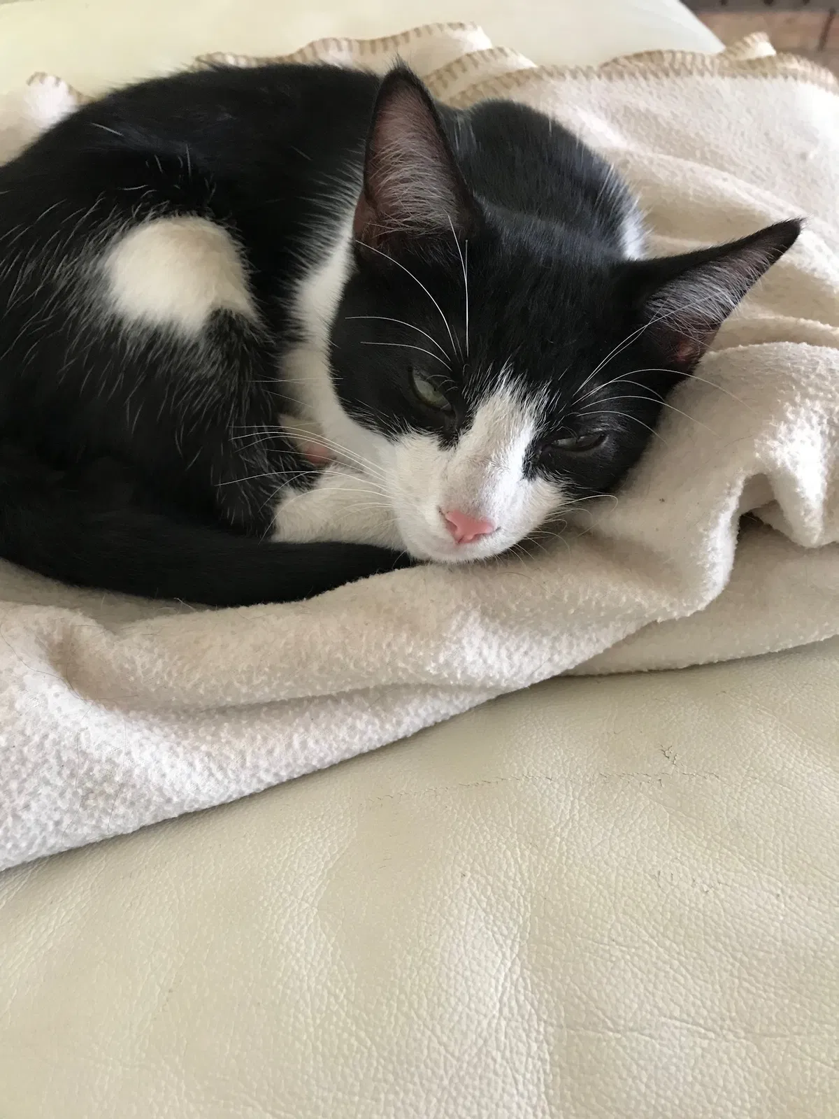 Lost cat in El Paso, TX, 79936