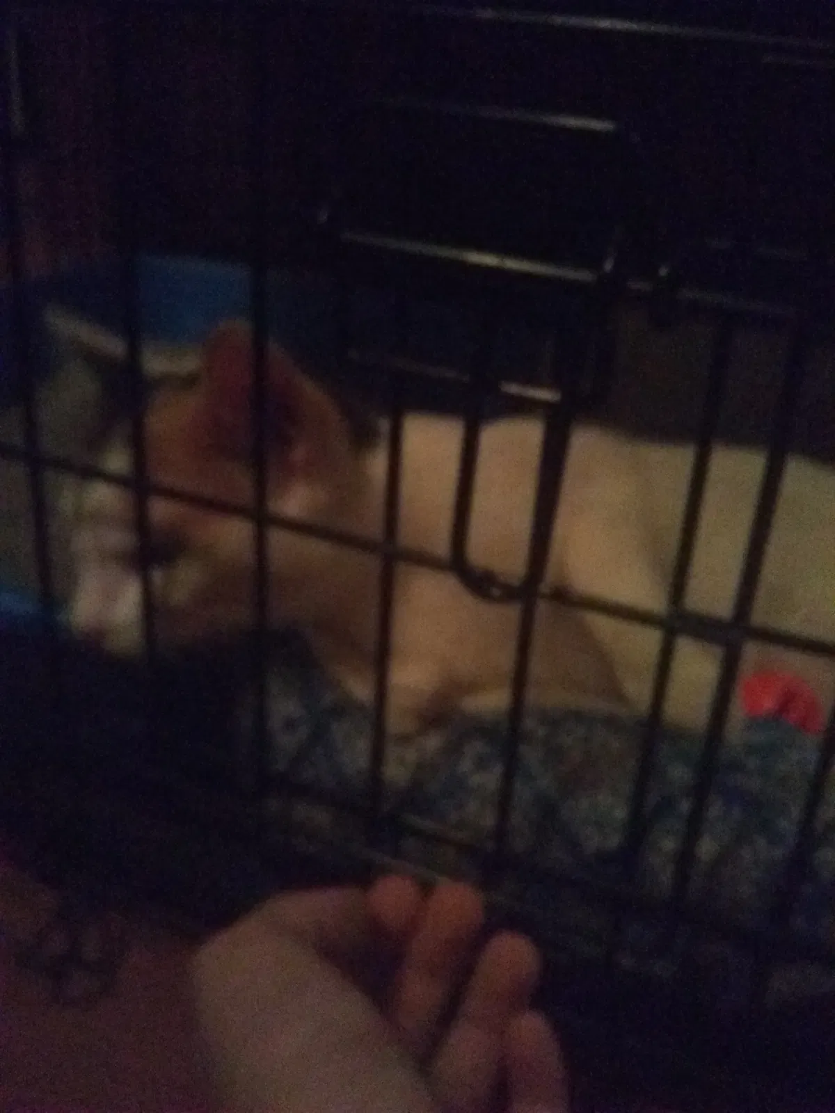 Lost cat in Dalton City, IL, 61925