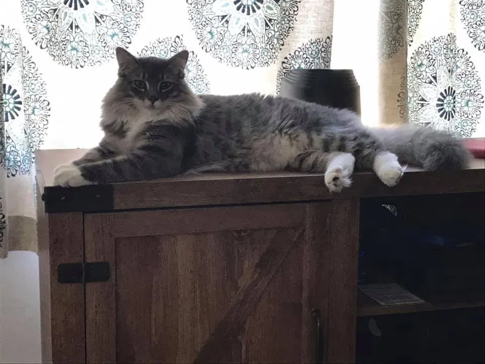 Lost cat in Jacksonville, NC, 28540