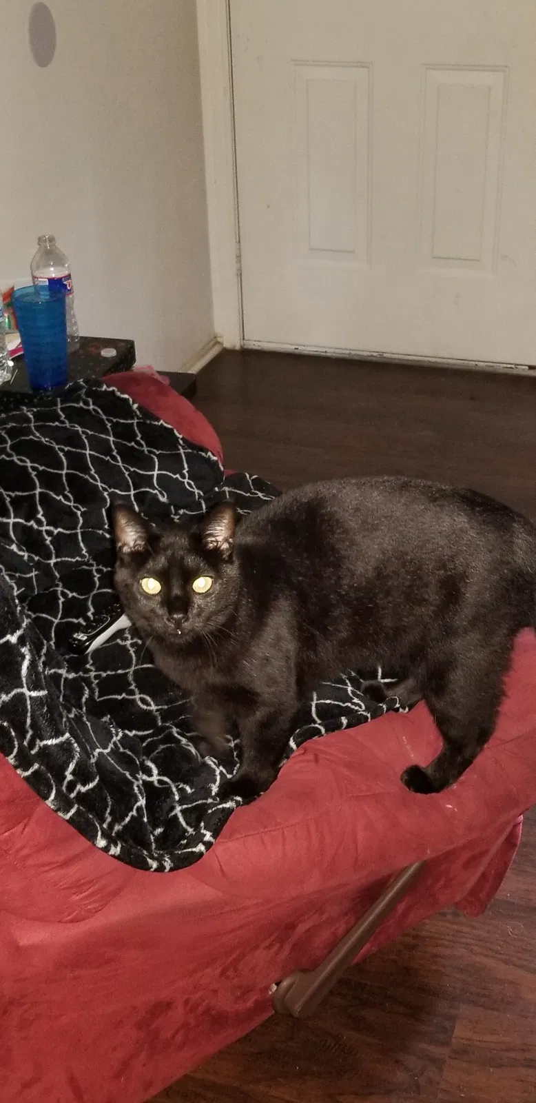 Lost cat in Texarkana, AR, 71854