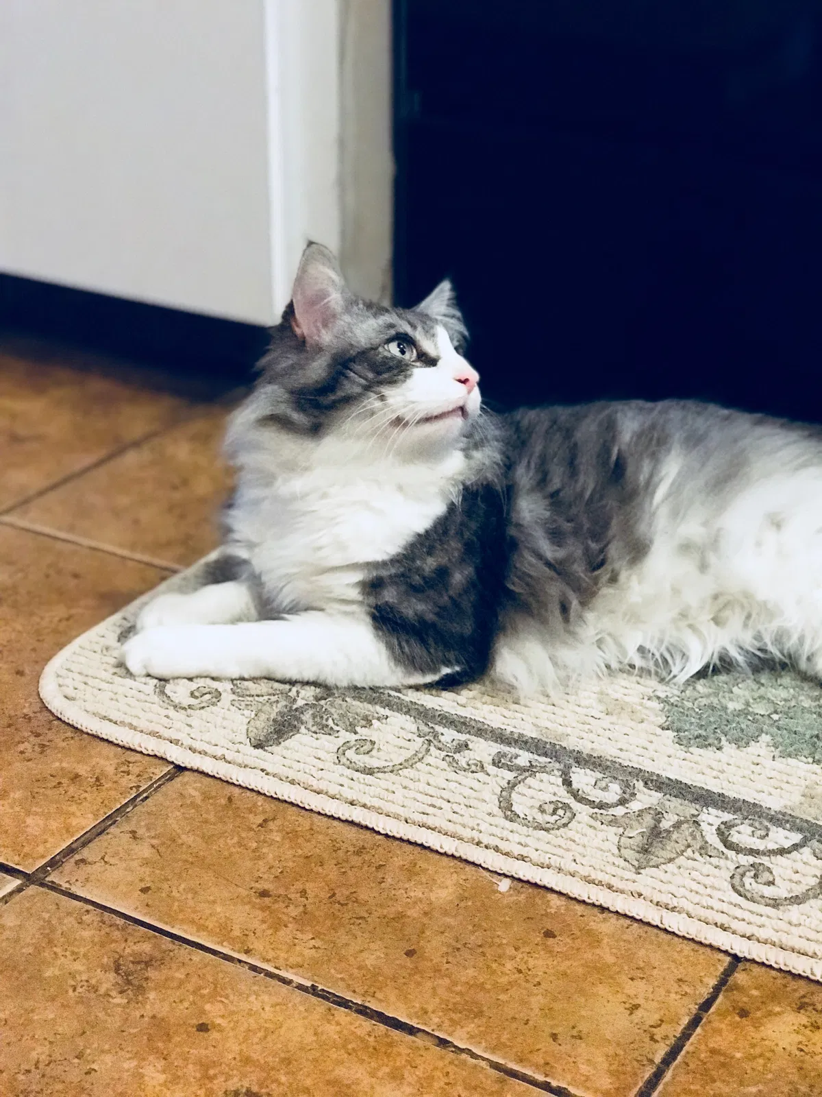 Lost cat in Brentwood, NY, 11717