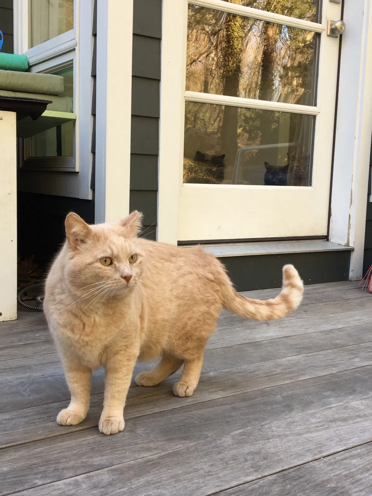 Lost cat in East Greenwich, RI, 2818
