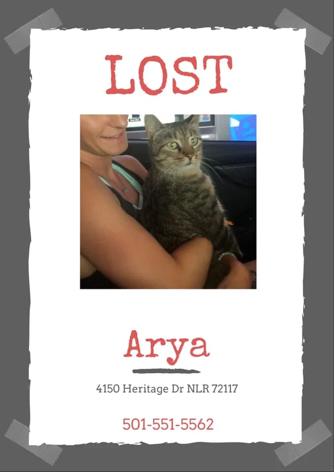 Lost cat in North Little Rock, AR, 72117