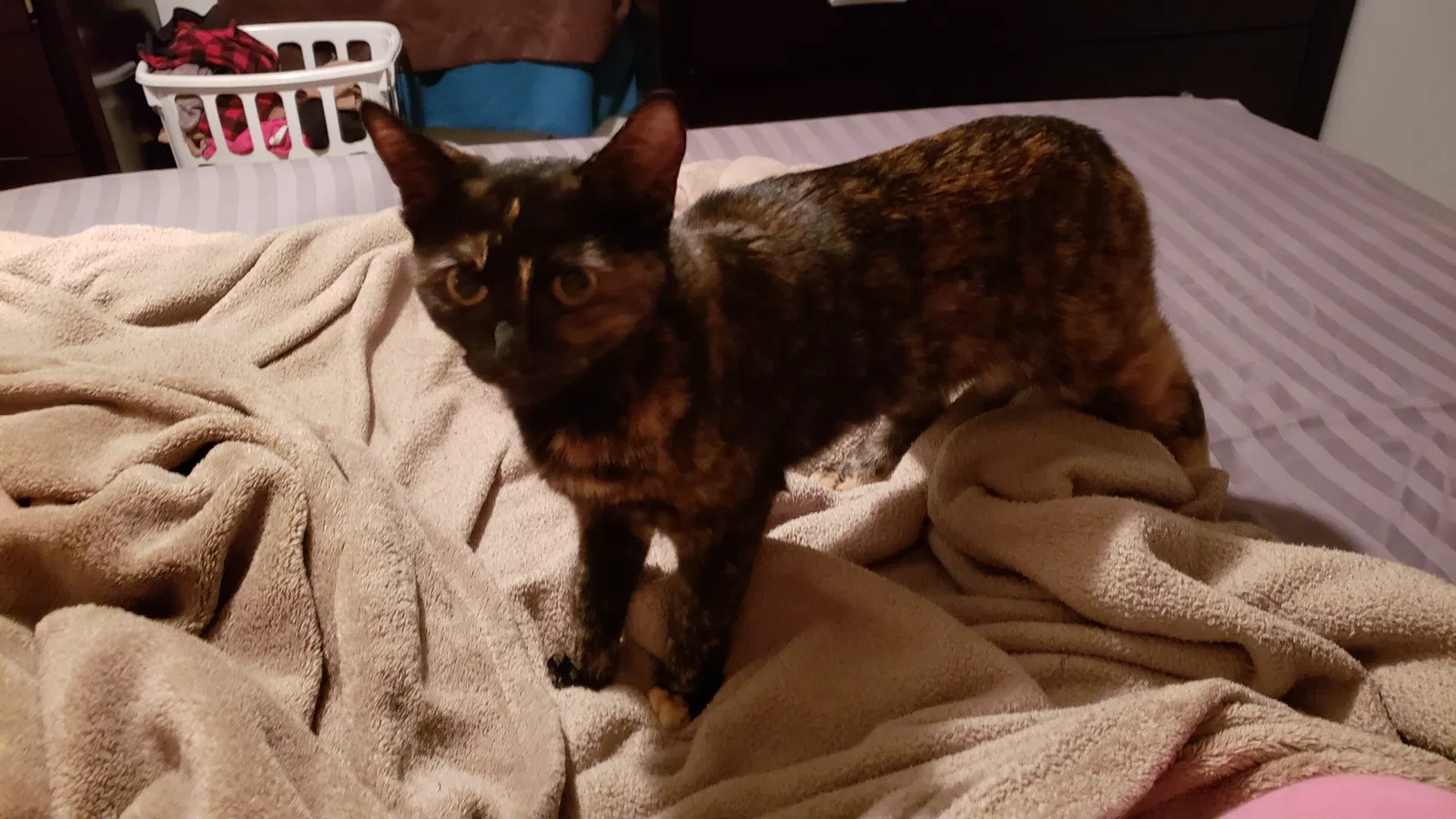 Lost cat in Paducah, KY, 42003