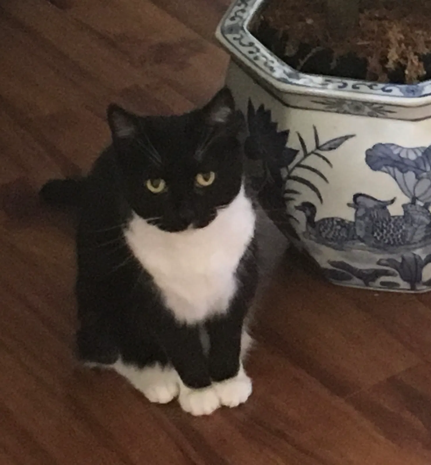 Lost cat in Washington, DC, 20566