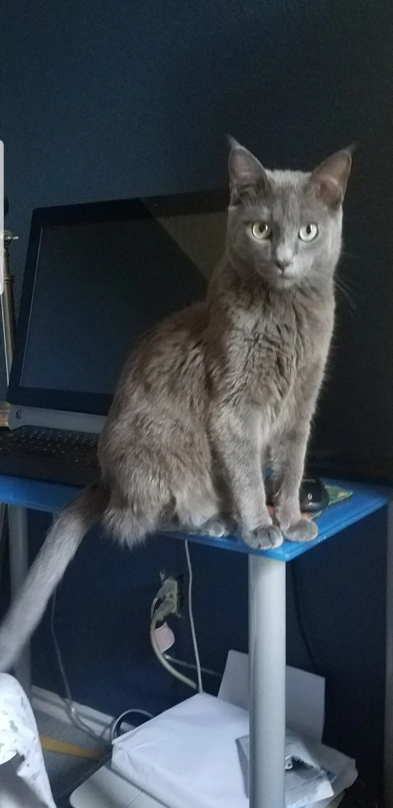 Lost cat in Cedar Park, TX, 78613