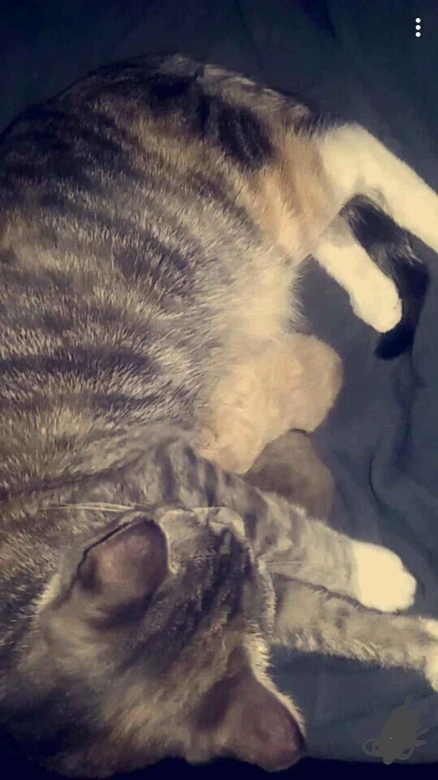 Lost cat in Alexandria, VA, 22311