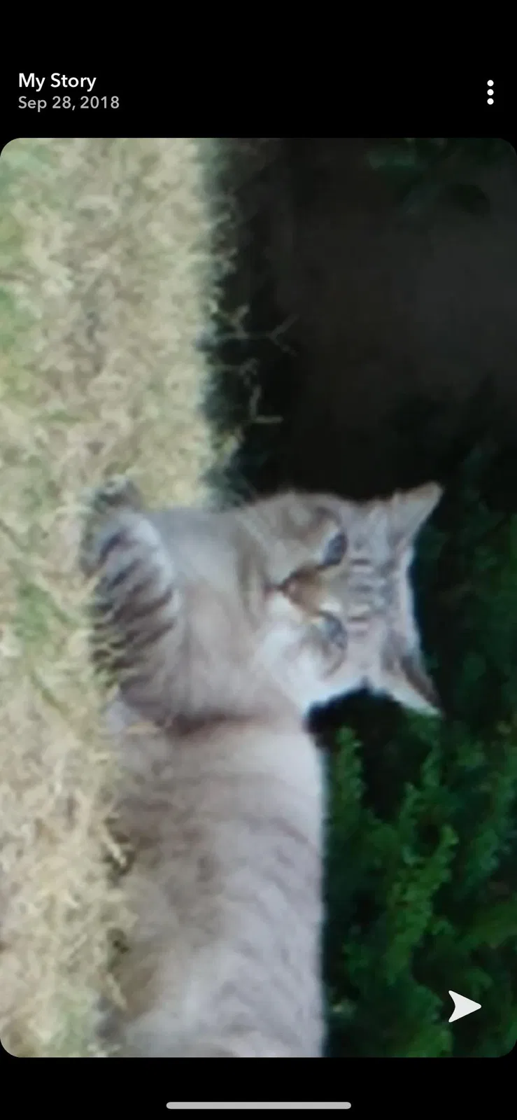 Lost cat in Yuba City, CA, 95993