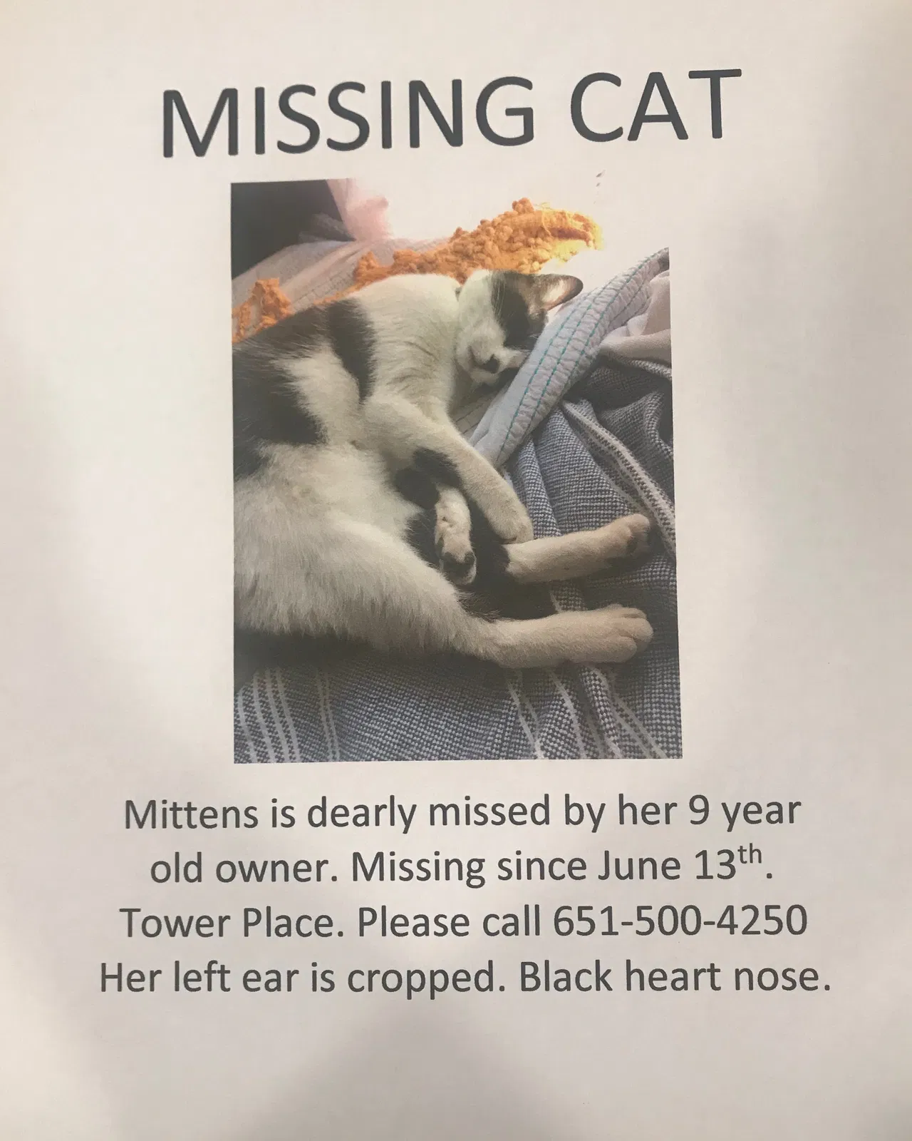 Lost cat in Santa Cruz, CA, 95062