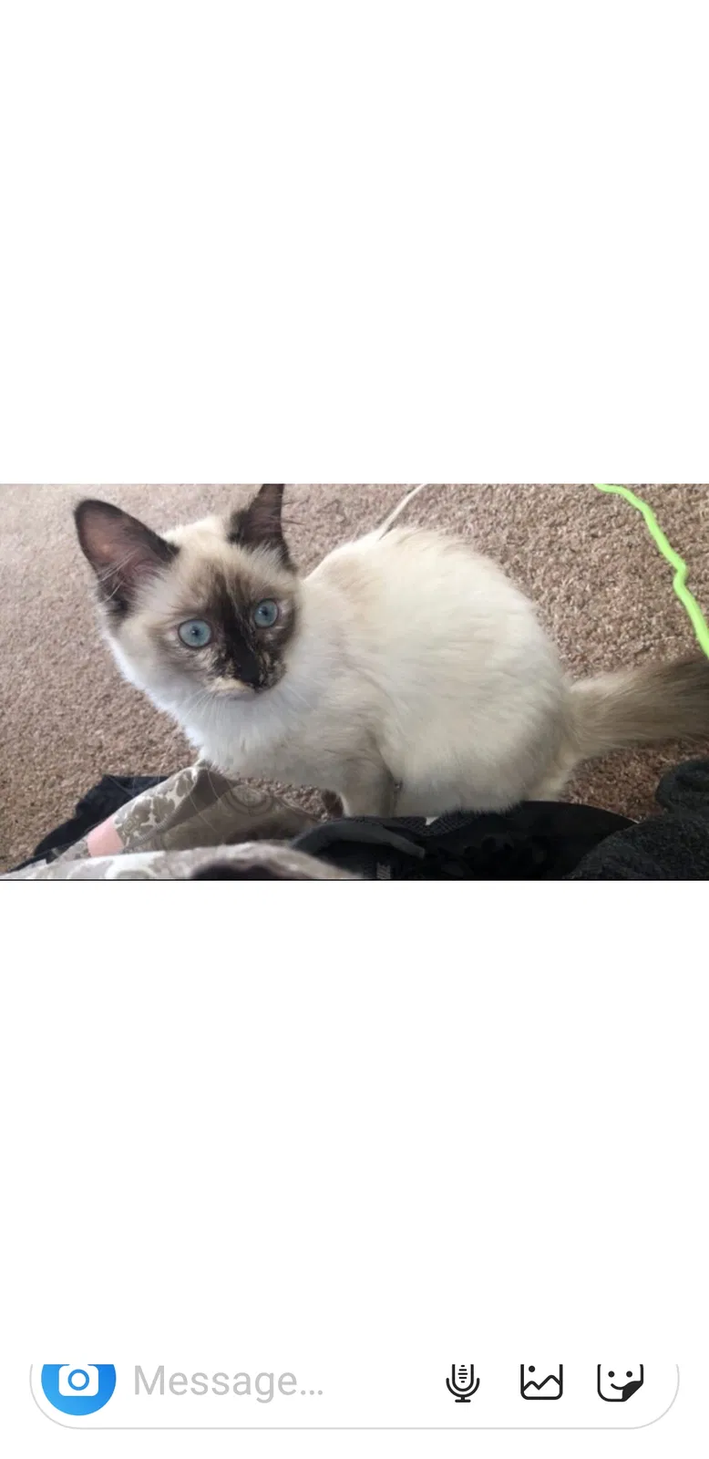 Lost cat in Yuba City, CA, 95993