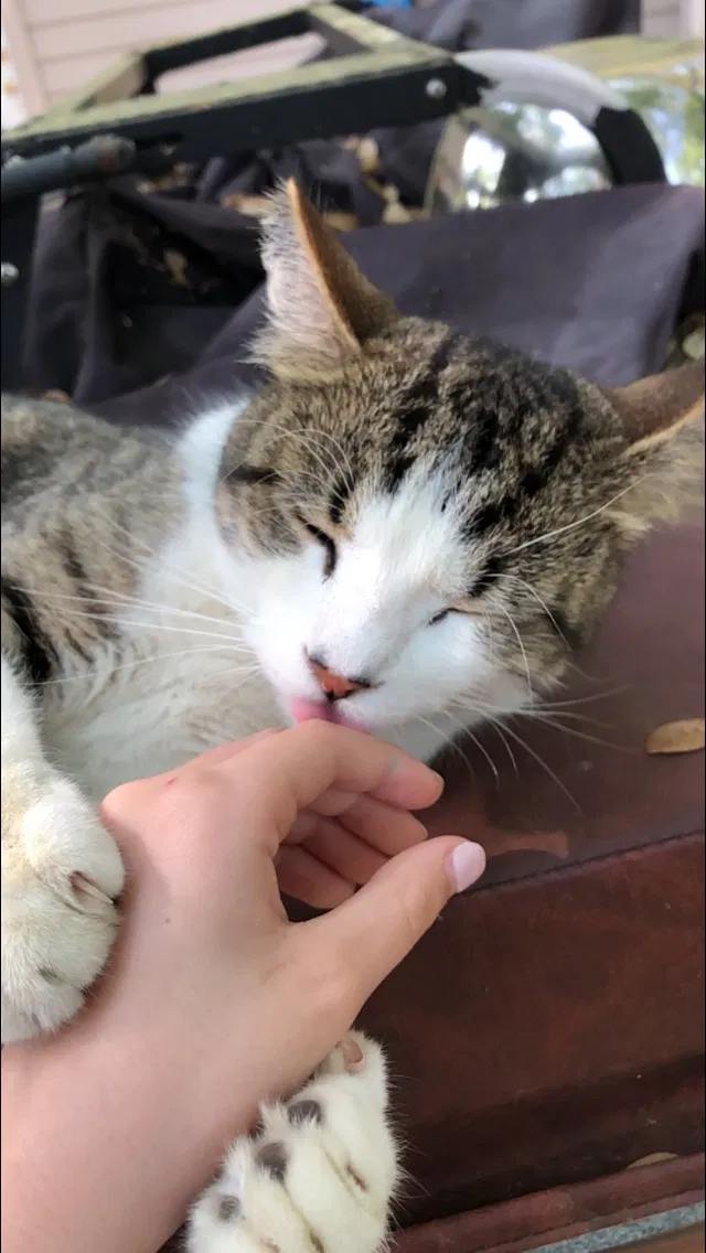 Lost cat in Austin, TX, 78734
