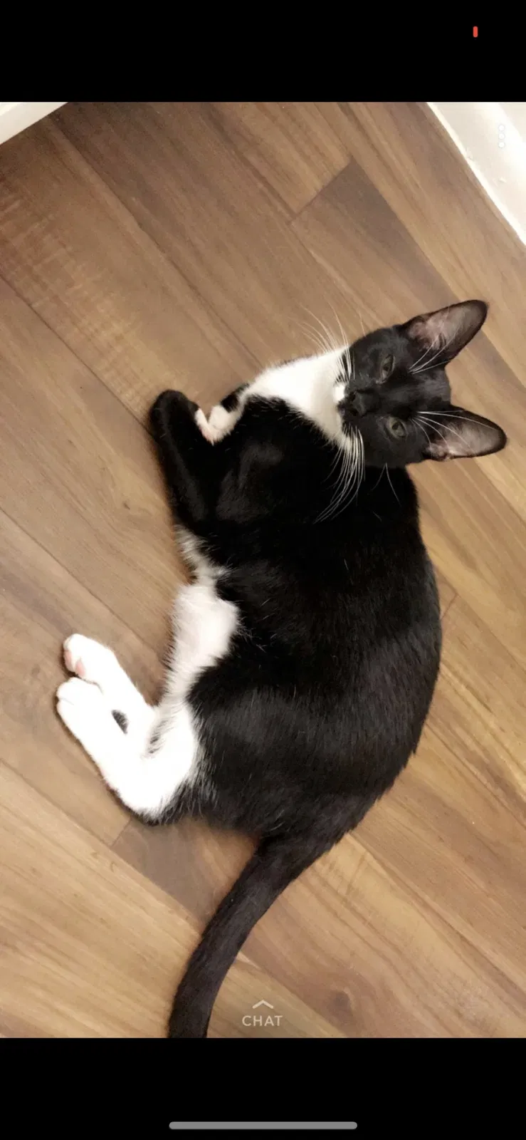 Lost cat in Orlando, FL, 32835