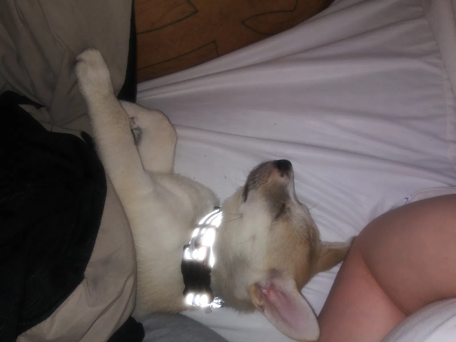 Lost dog in Lansing, MI, 48910