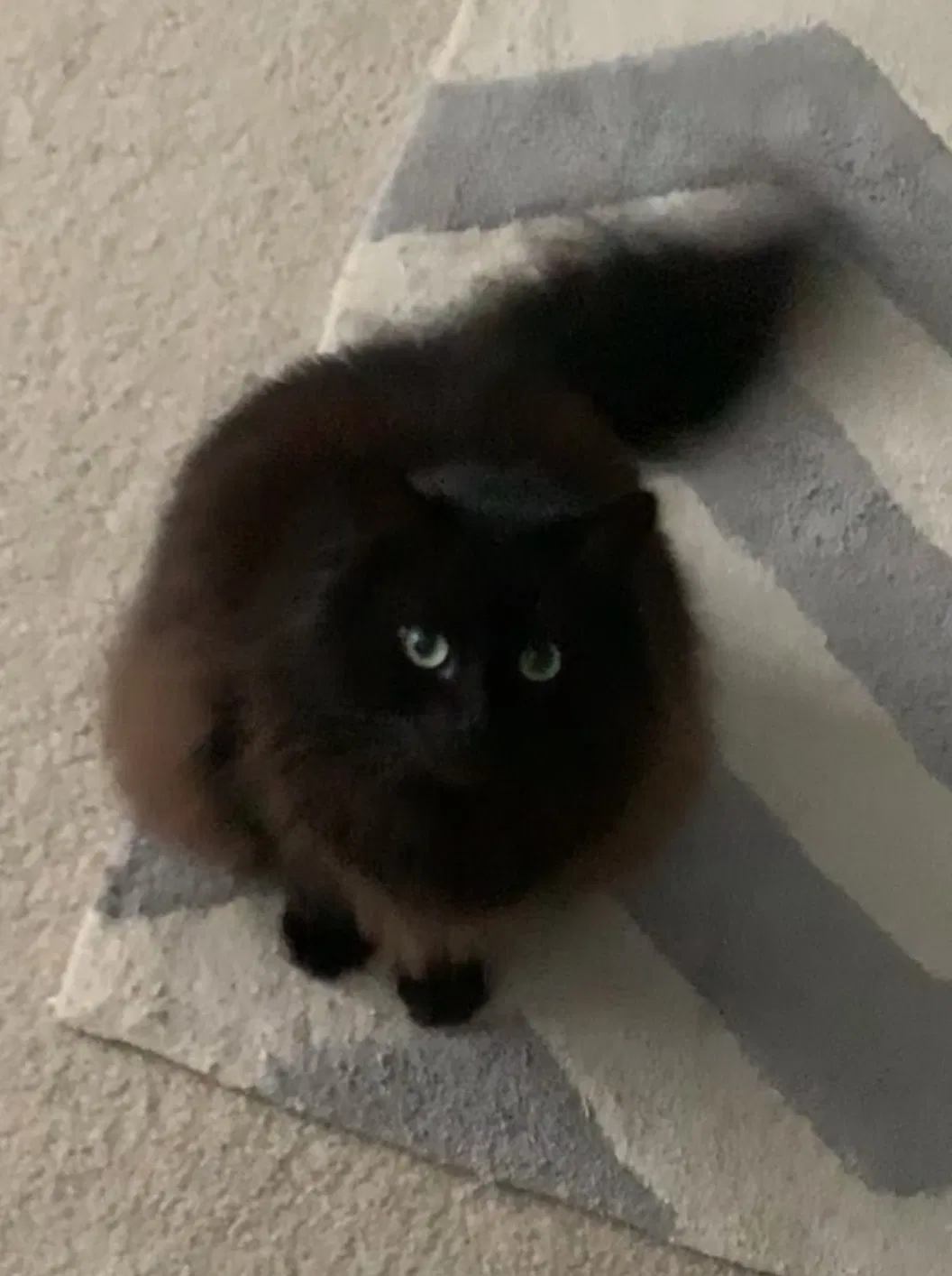 Lost cat in Mooresville, NC, 28115