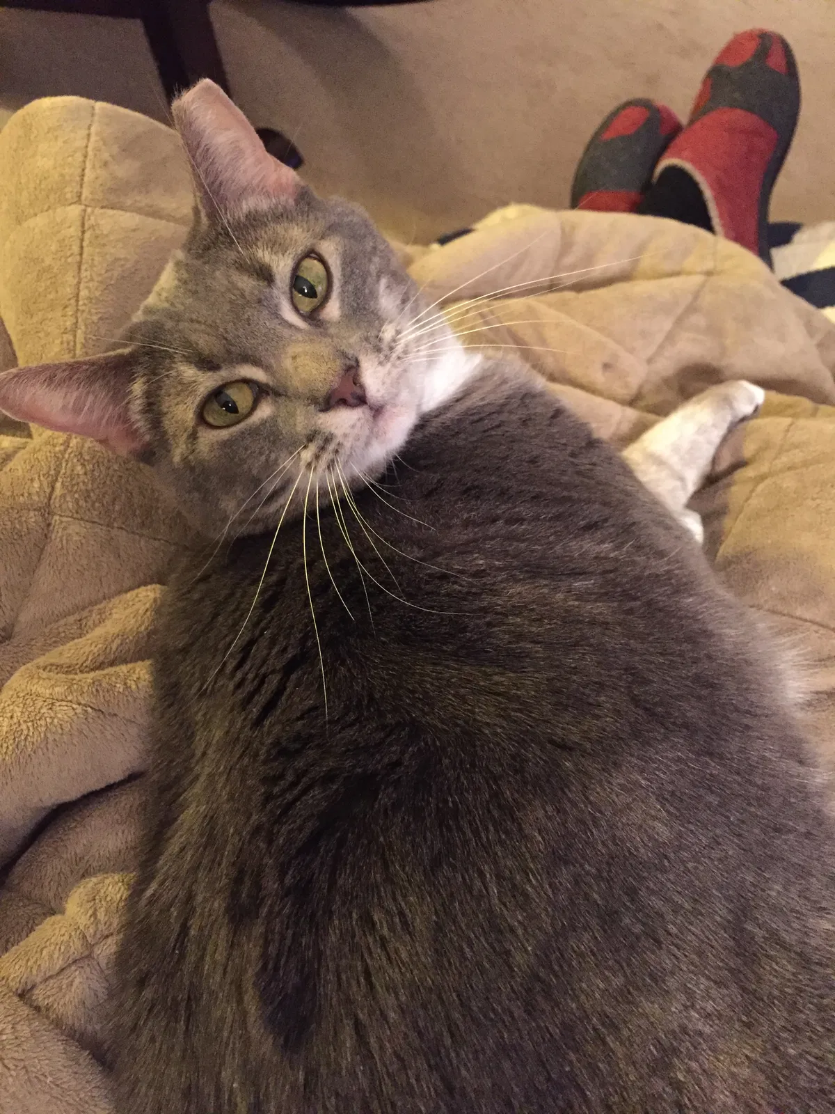 Lost cat in Germantown, TN, 38139