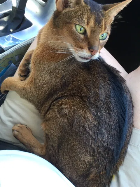 Lost cat in Bronx, NY, 10471