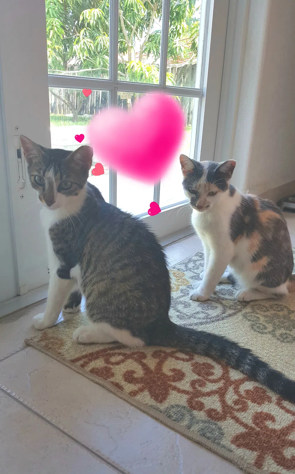 Lost cat in Hialeah, FL, 33018