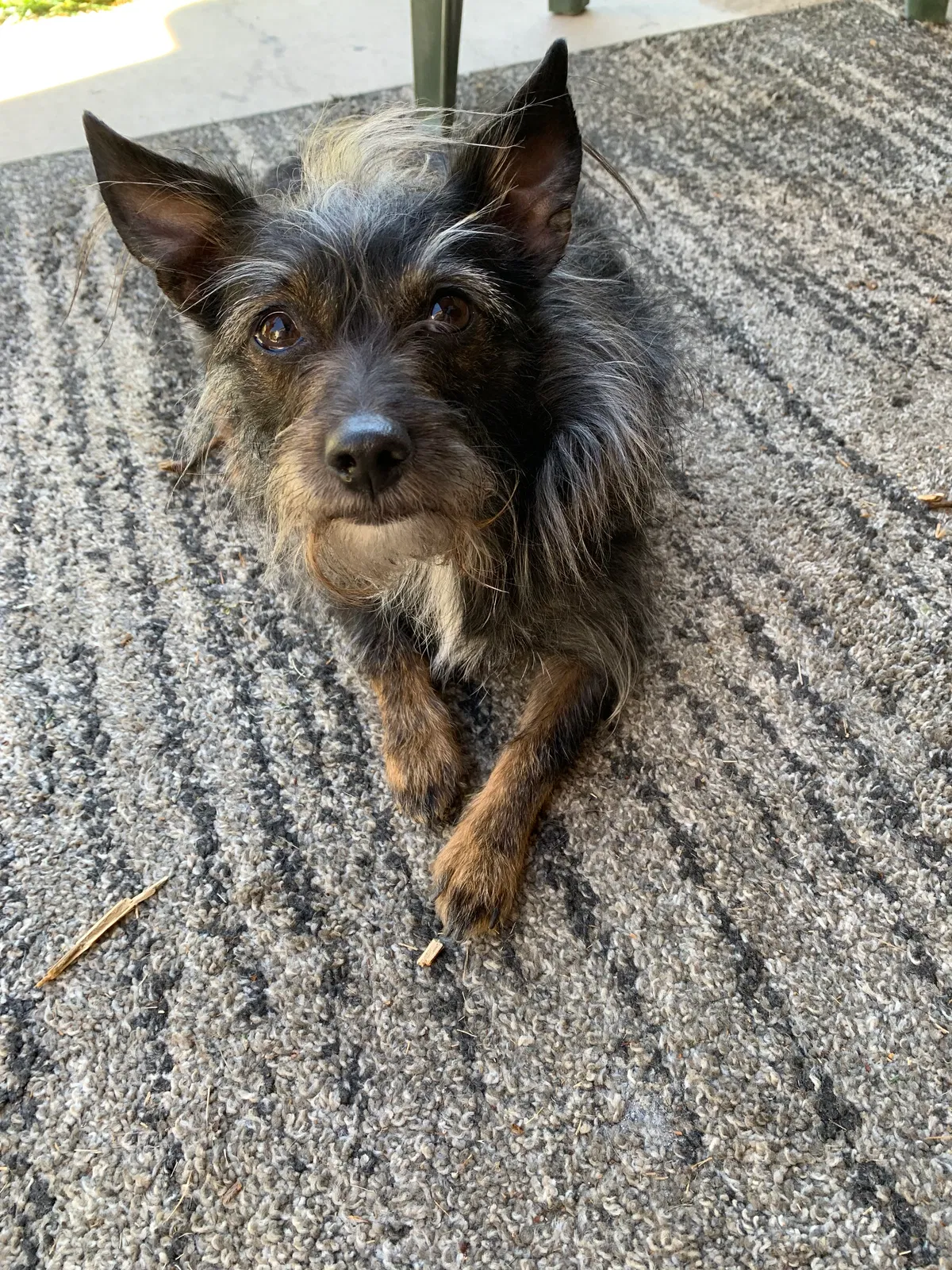 Lost dog in Albuquerque, NM, 87111