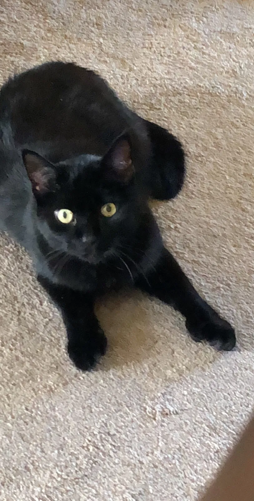 Lost cat in Tucson, AZ, 85747