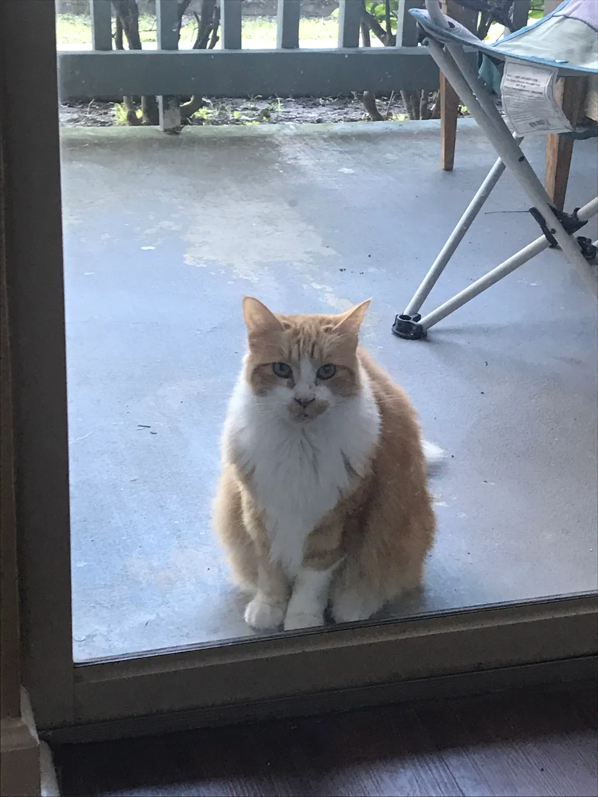 Lost cat in Galveston, TX, 77554