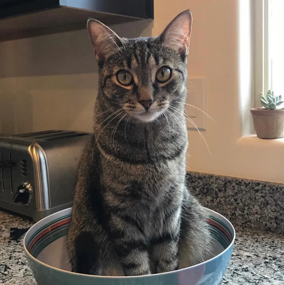 Lost cat in Chandler, AZ, 85286