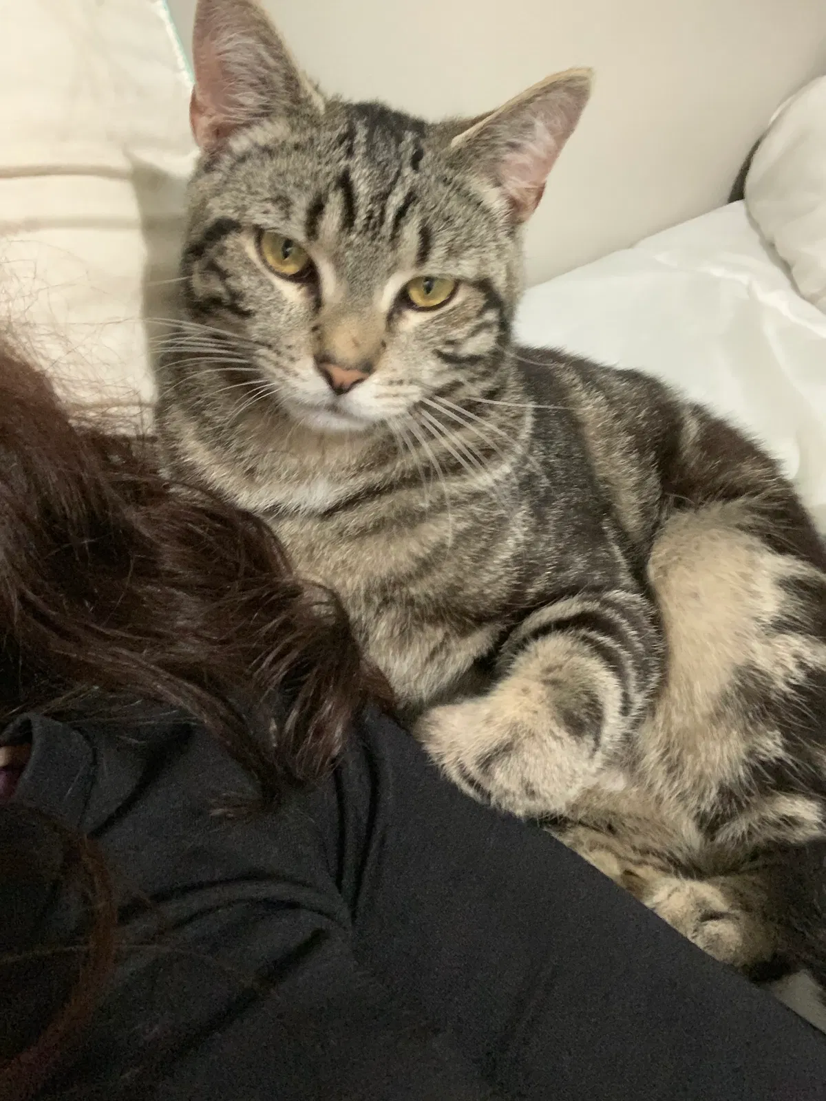 Lost cat in Lanham, MD, 20706