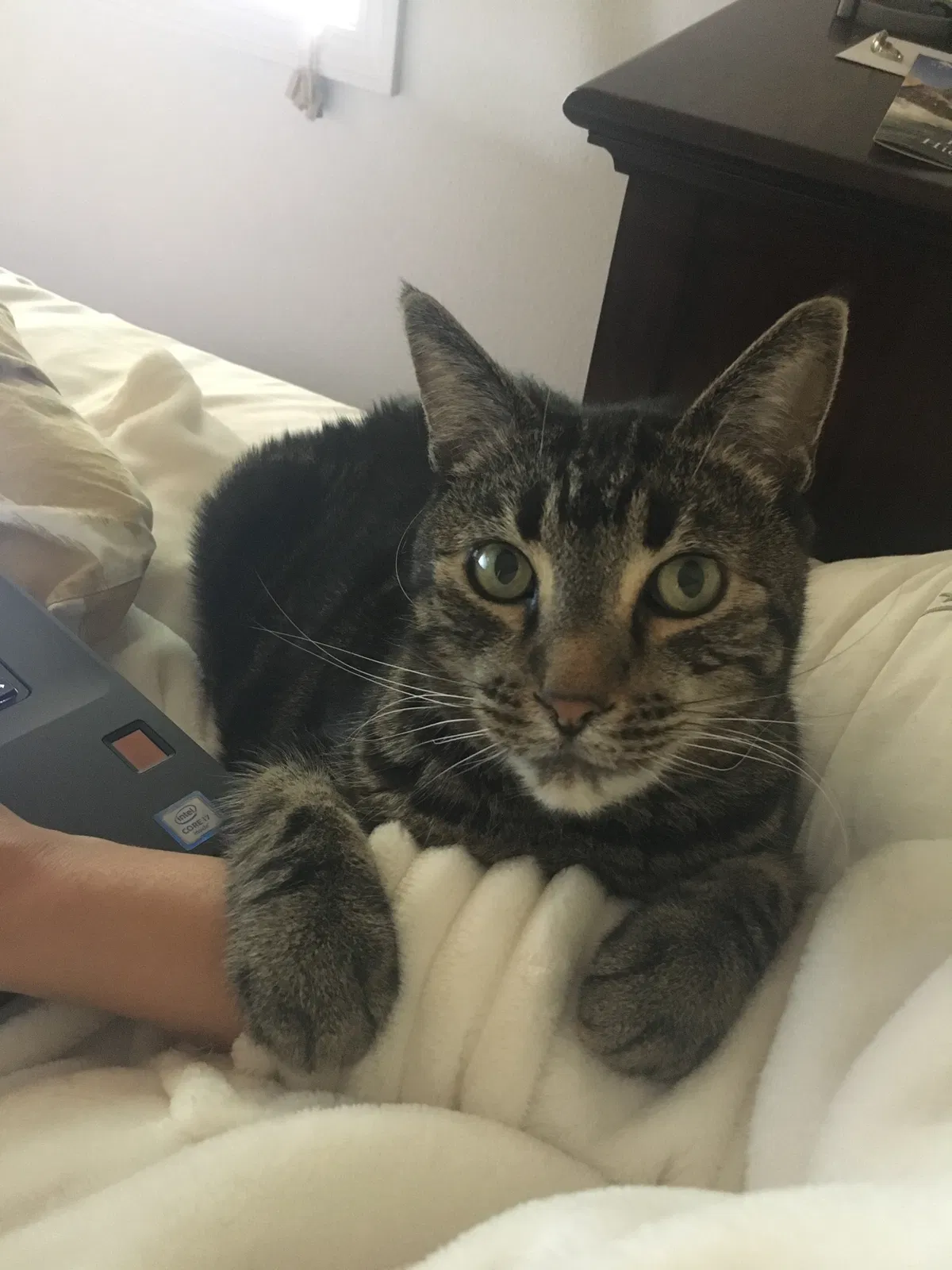 Lost cat in Sherwood, OR, 97140