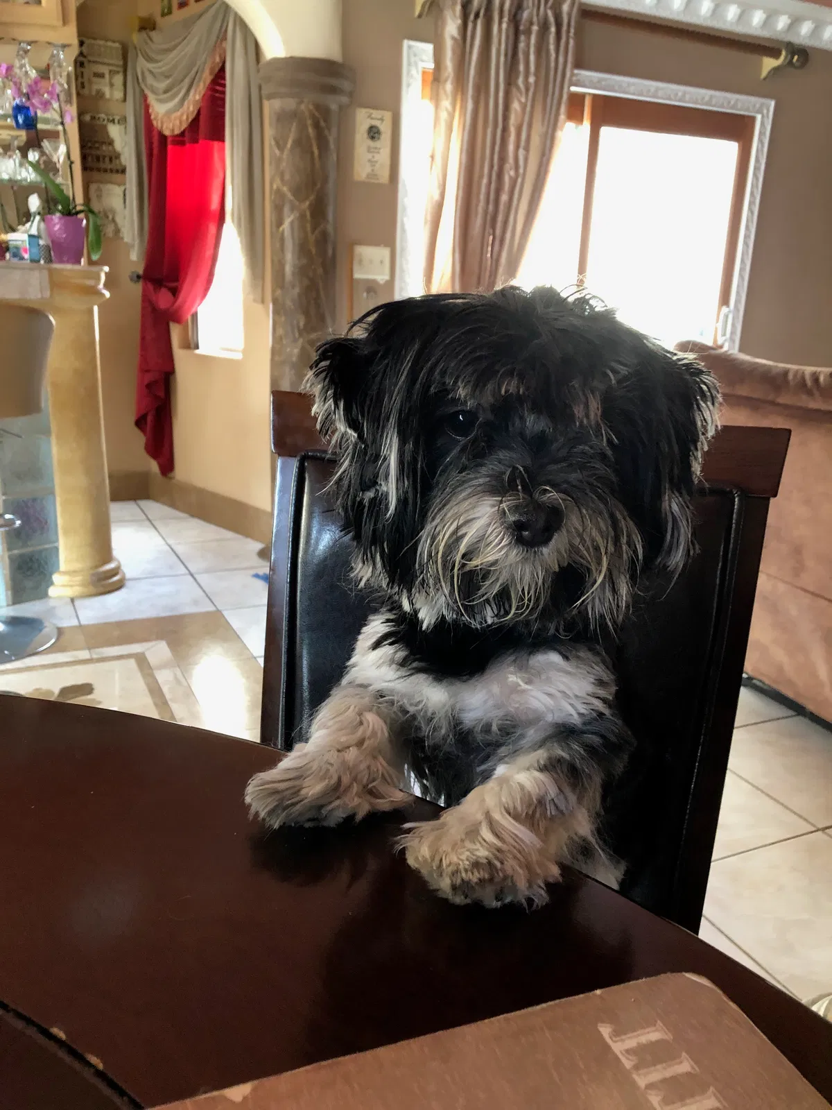 Lost dog in Walnut, CA, 91789