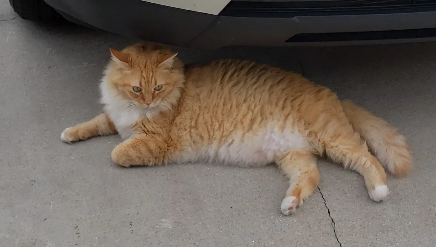Lost cat in Sarasota, FL, 34231