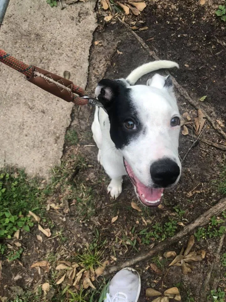Found dog in Huntsville, TX, 77320