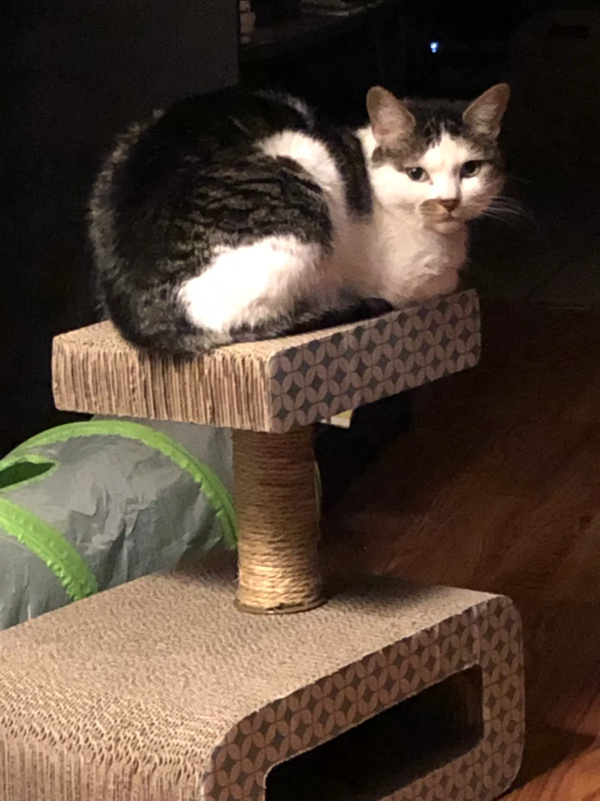 Lost cat in New Haven, IN, 46774