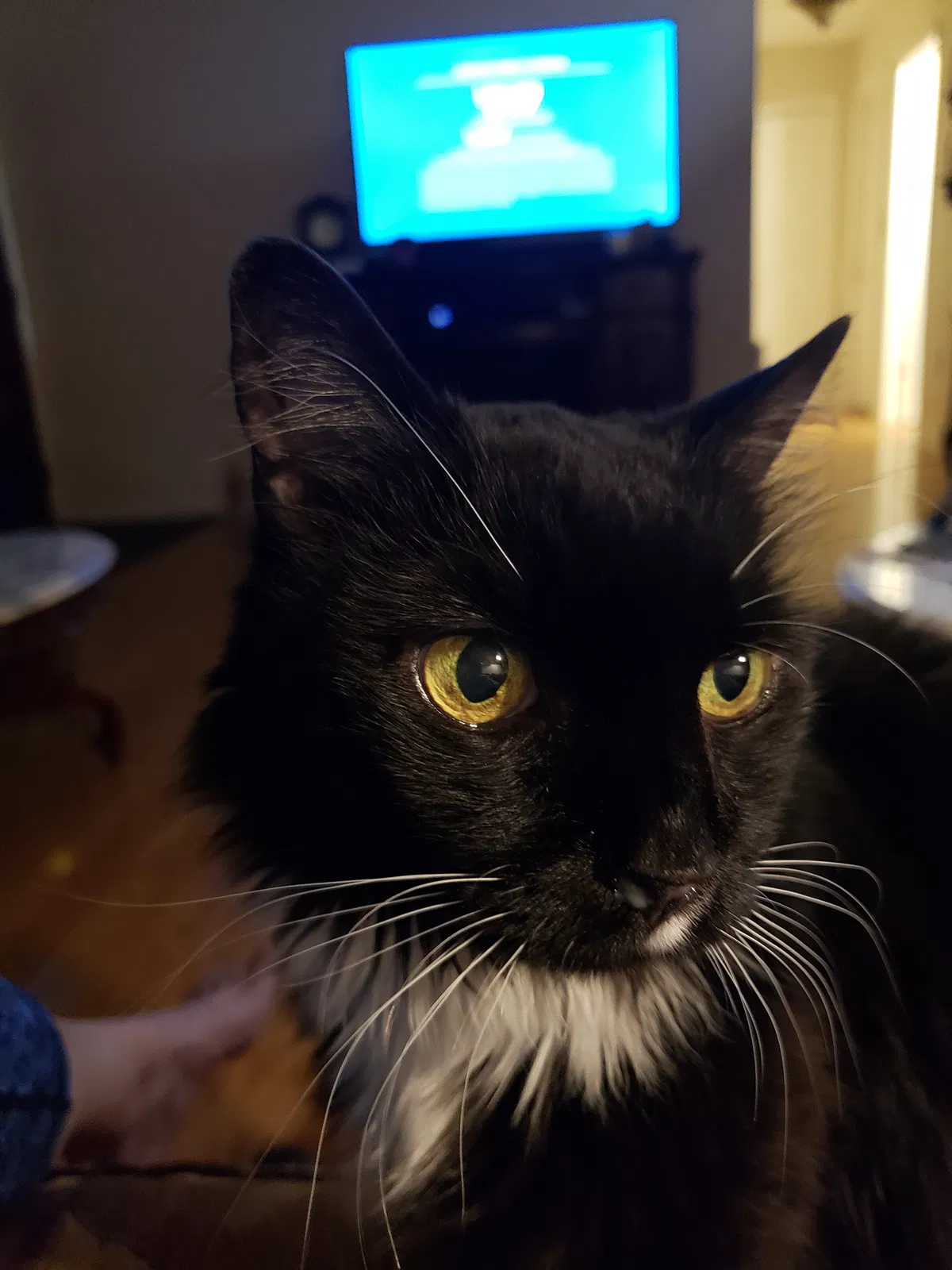 Lost cat in Myrtle Beach, SC, 29588