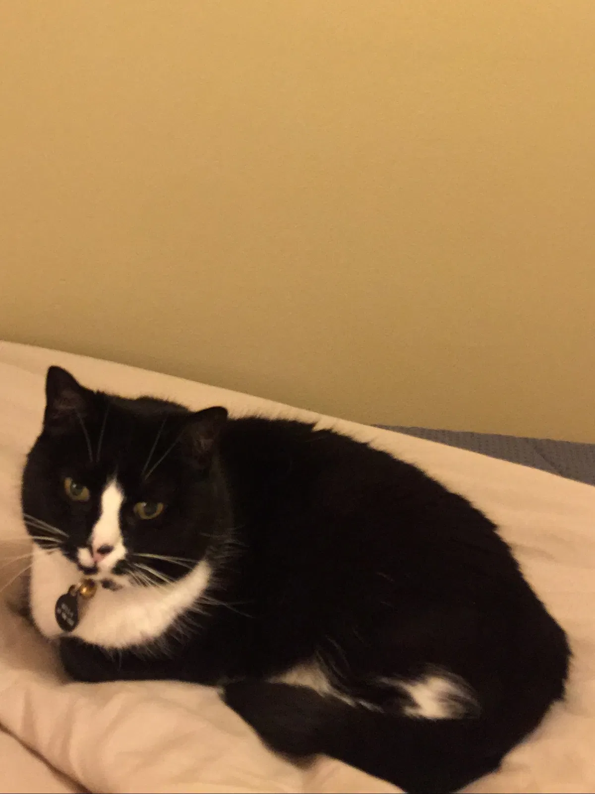 Lost cat in Brookfield, WI, 53045