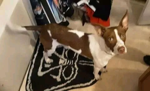 Lost dog in Temple, TX, 76502