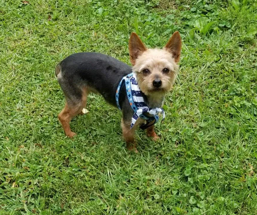 Lost dog in Coopersburg, PA, 18036