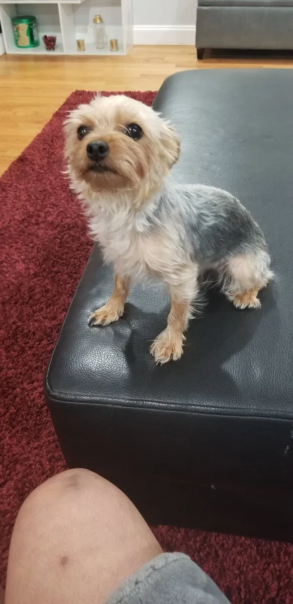 Lost dog in Bronx, NY, 10455