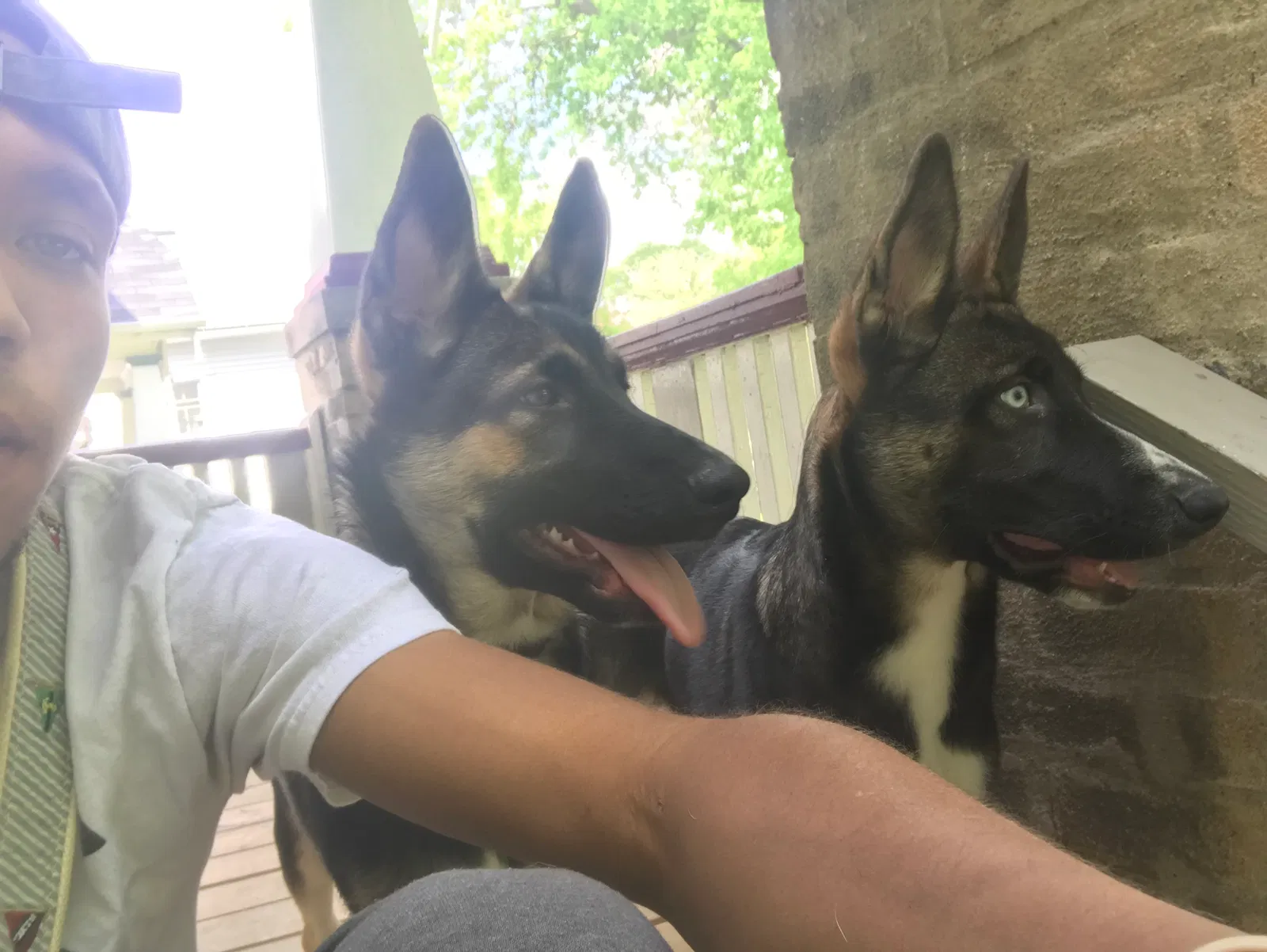 Lost dog in Milwaukee, WI, 53208