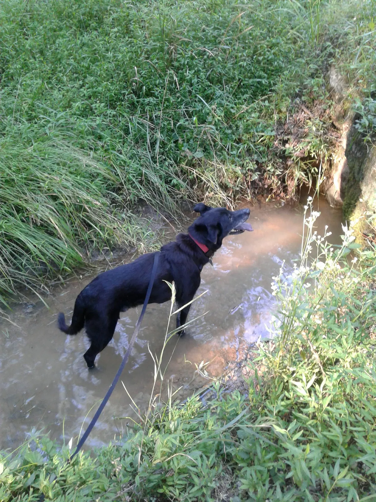 Lost dog in Ringgold, GA, 30736