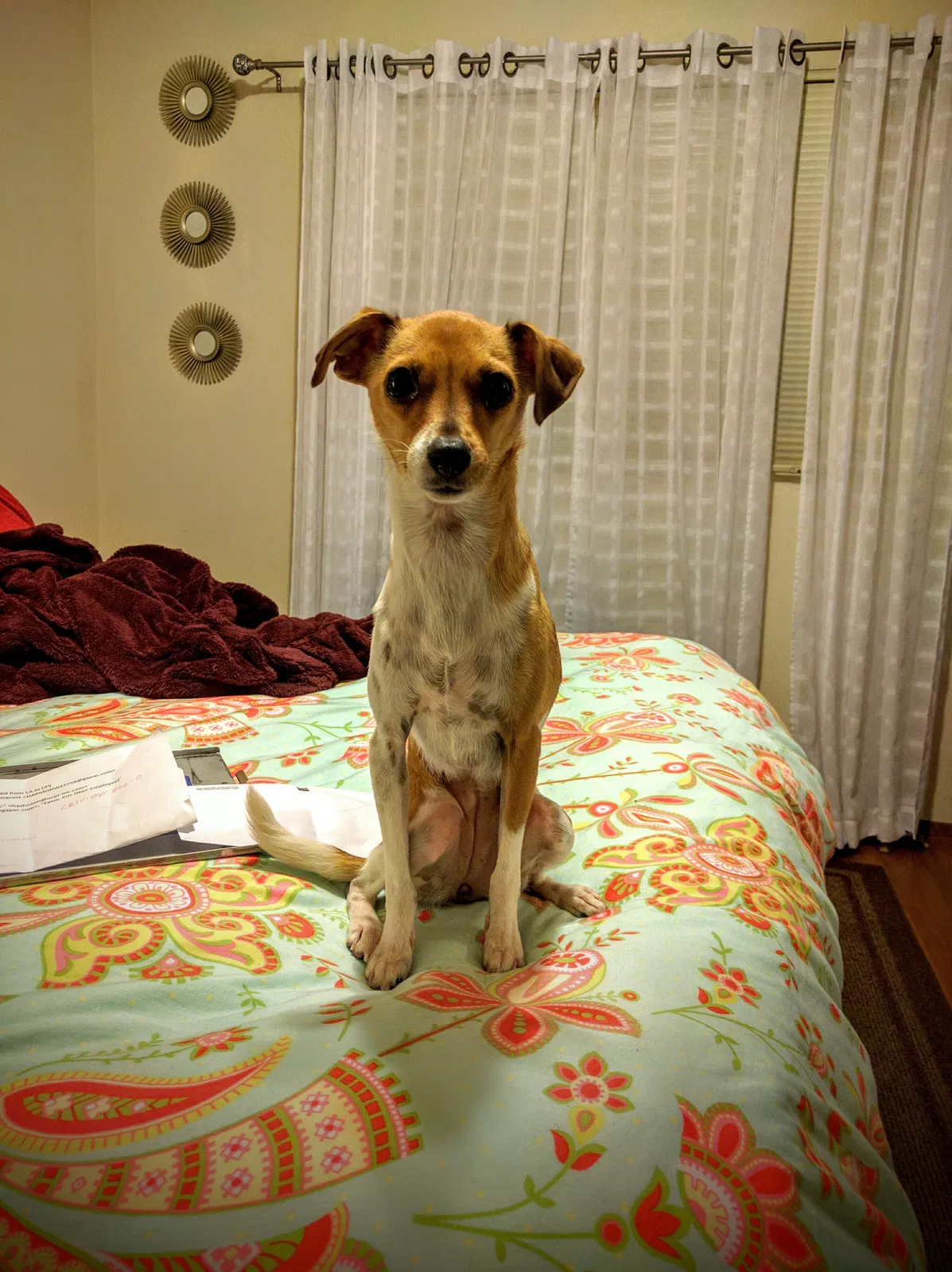Lost dog in San Lorenzo, CA, 94580