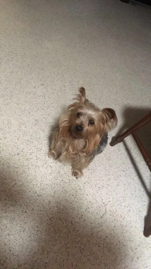 Lost dog in Port Saint Lucie, FL, 34983