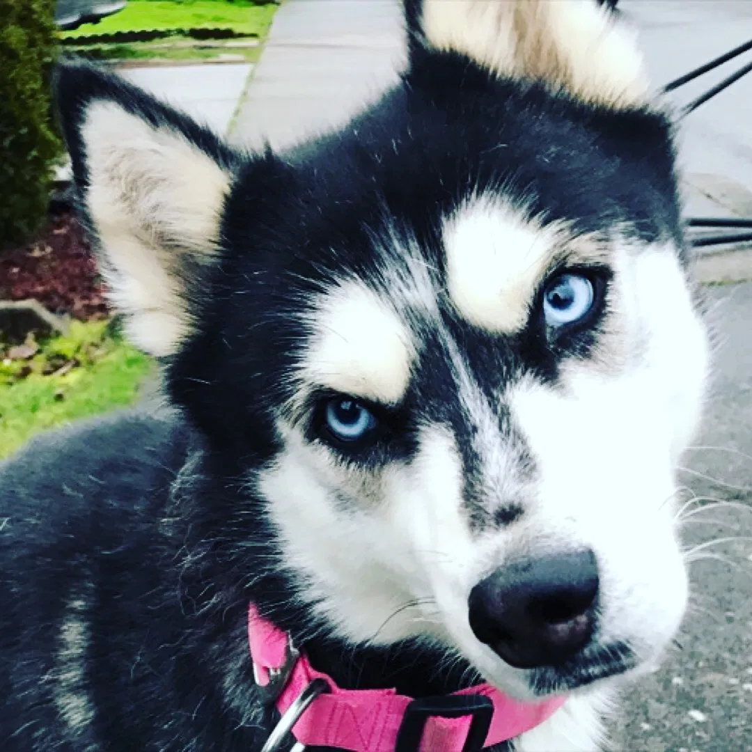 Lost dog in Troutdale, OR, 97060
