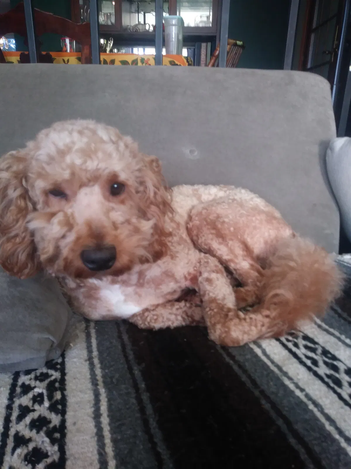 Lost dog in Lancaster, PA, 17603